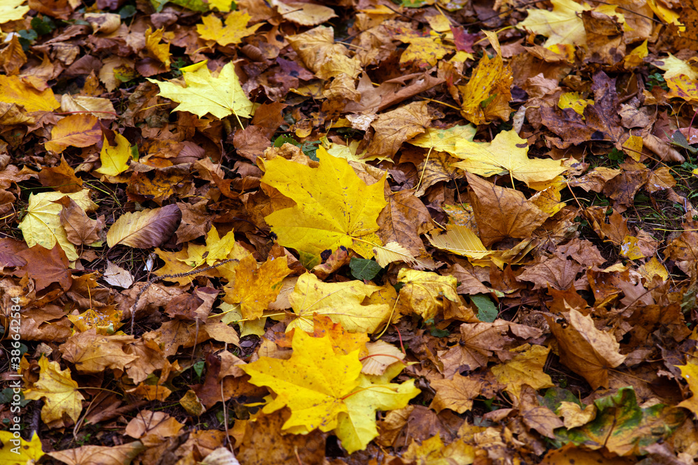 autumn leaves in the park autumn leaves in the park