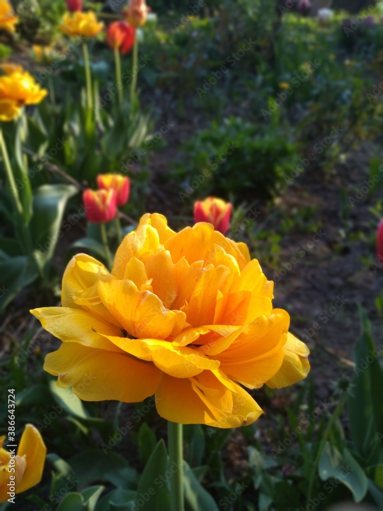 Obraz premium orange and tulips