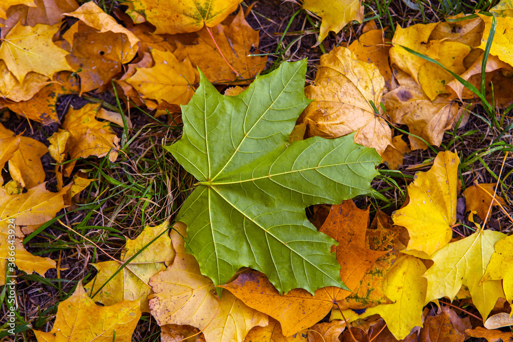 autumn leaves on the ground autumn leaves on the ground