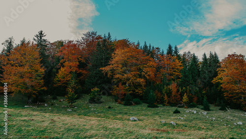 Wide panorama landscape shot of a green meadow with colorful trees and blue sky in autumn 