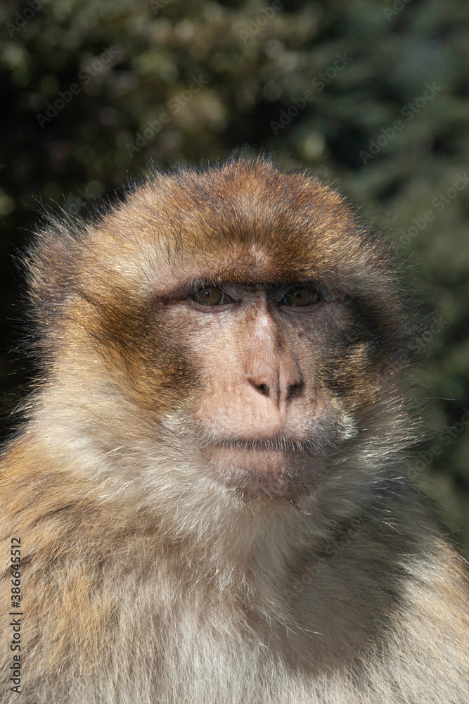 Retrato de macaco en las montañas de Marruecos Retrato de macaco en las montañas de Marruecos