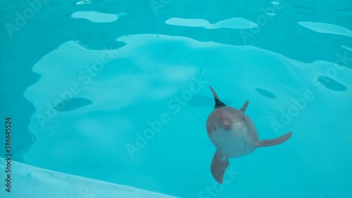 dolphin swimming in the pool