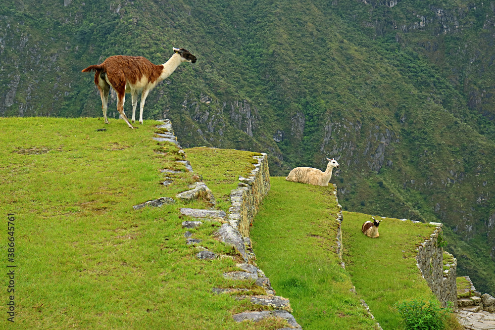 Fototapeta premium Three of llama relaxing on the agricultural terrace of Machu Picchu Inca citadel, Cusco region, Peru 