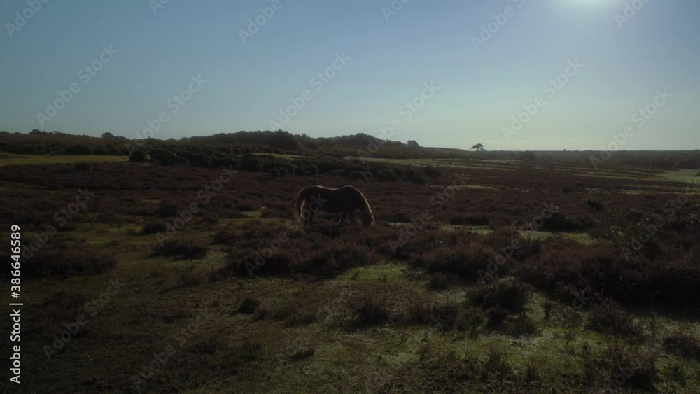 two horses grazing in the new forest, England. two horses grazing in the new forest, England.
