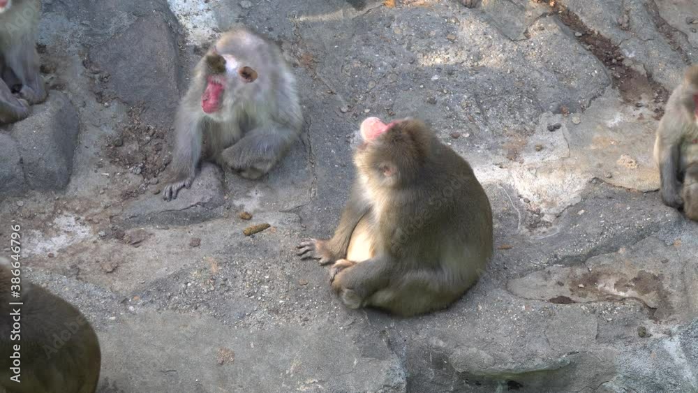 Snow Monkeys (Japanese Macaque) Sitting On The Ground At Seoul Zoo - Seoul Grand Park, Gwacheon City, South Korea - high angle shot Snow Monkeys (Japanese Macaque) Sitting On The Ground At Seoul Zoo - Seoul Grand Park, Gwacheon City, South Korea - high angle shot