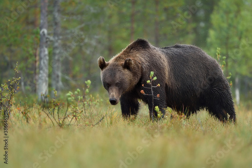 brown bear powerful pose in the bog © Erik Mandre