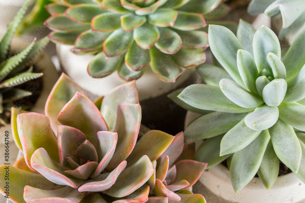 collection of succulents on a light colored table, close-up image collection of succulents on a light colored table, close-up image