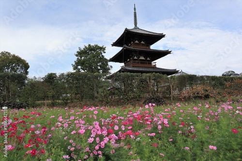 法起寺とコスモス畑