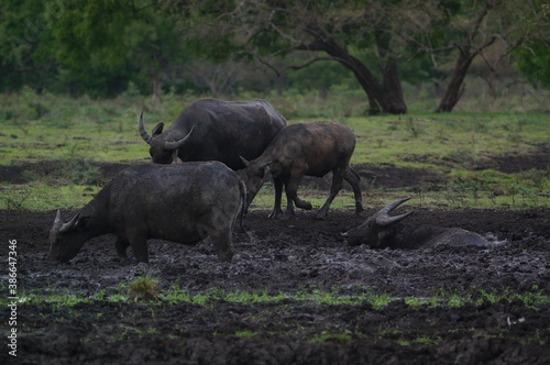 The water buffalo  Bubalus bubalis  or domestic water buffalo is a large bovid originating in the Indian subcontinent  Southeast Asia  and China. This animal is bathing in a mud pool in the park.