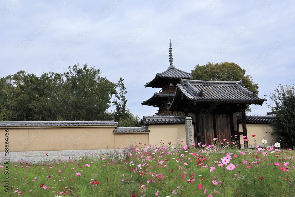 法起寺とコスモス畑