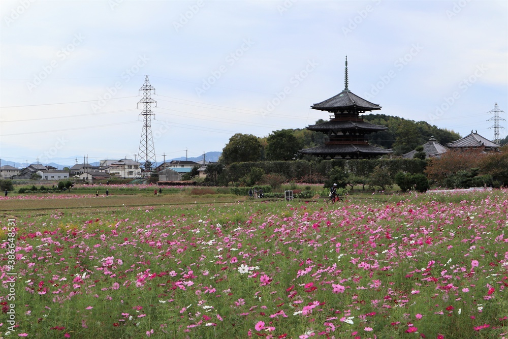 法起寺とコスモス畑 法起寺とコスモス畑