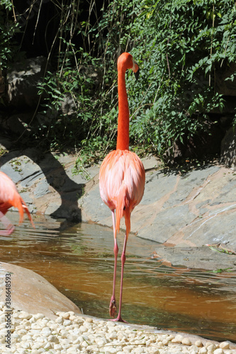 Flamingo photo