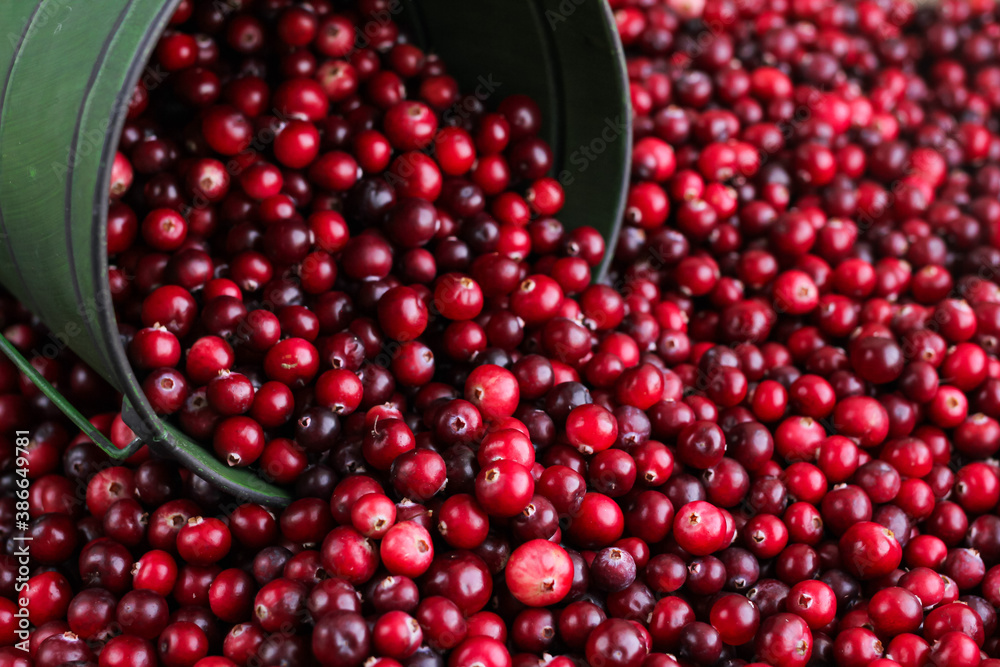 Ripe fresh cranberries with a green little bucket as natural, food, berries background. Selective focus.