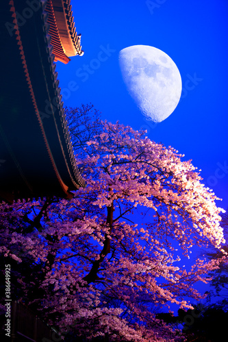 夜桜と月