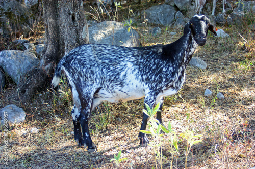 Payoya goat in Sierra de Benaocaz, Grazalema Natural Park Andalusia Spain photo