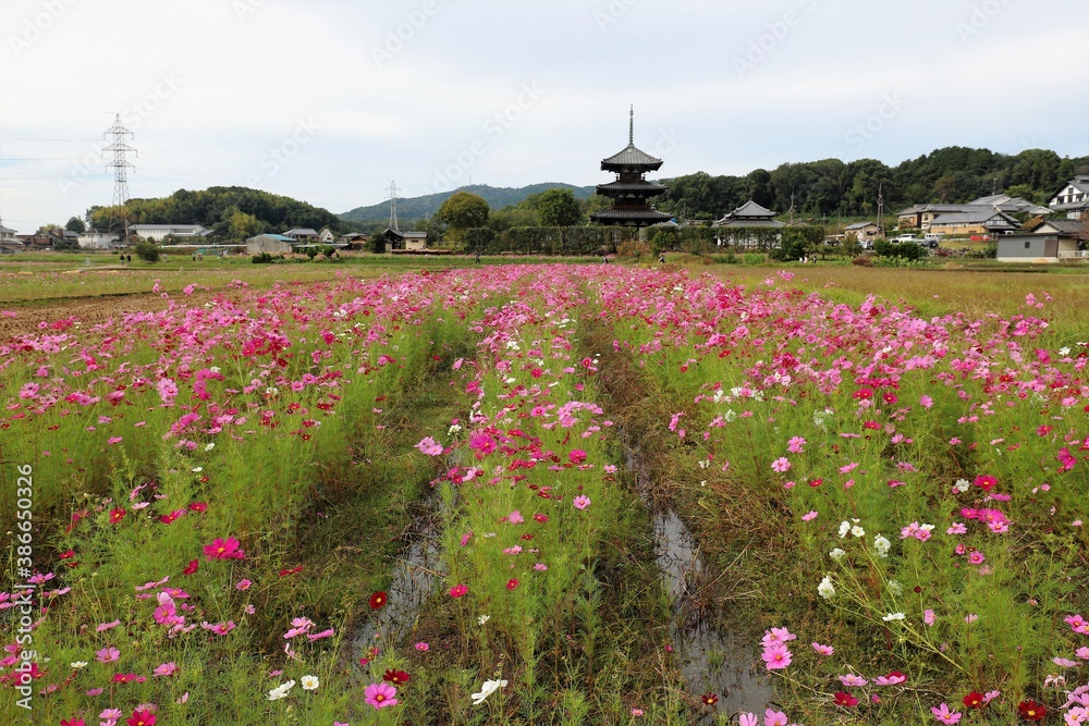 三重塔とコスモス畑