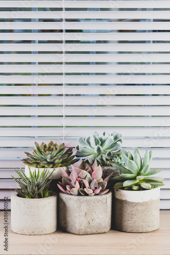 collection of succulents on a light colored table, close-up image © Alexander Ruiz