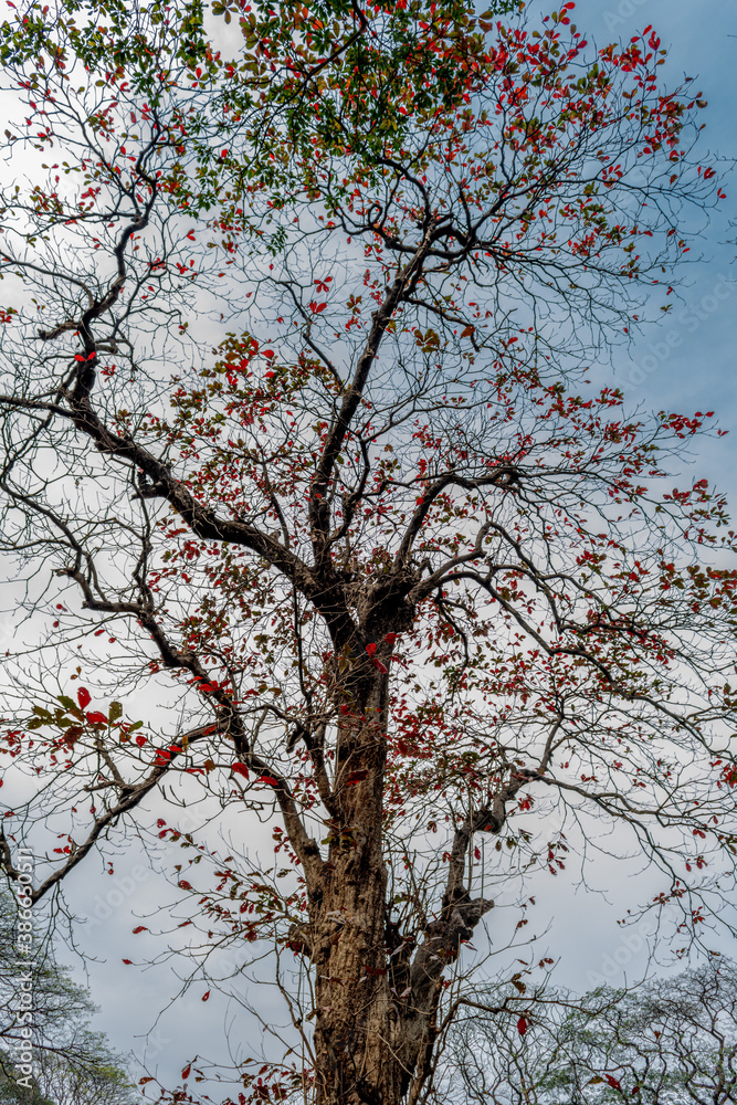 Long, widely spread branches of a deciduous tree with leaves in fall colors. Earthy color palette, autumn aesthetic, textured background Long, widely spread branches of a deciduous tree with leaves in fall colors. Earthy color palette, autumn aesthetic, textured background