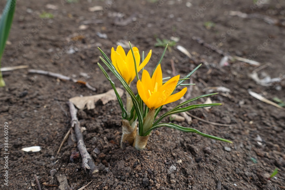 Flowers of two amber yellow crocuses in March Flowers of two amber yellow crocuses in March