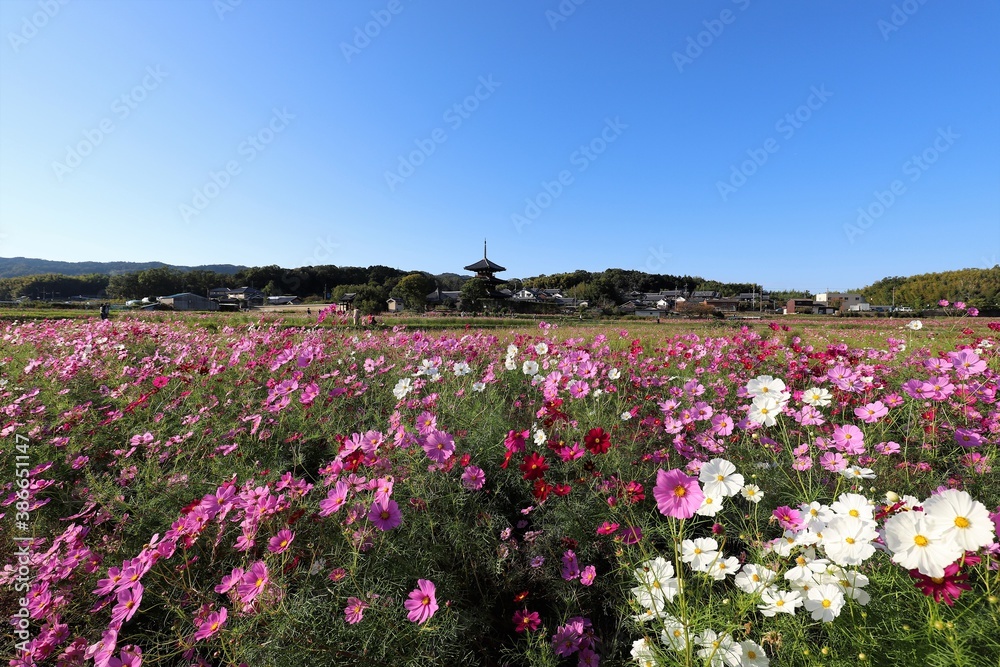 三重塔とコスモス畑