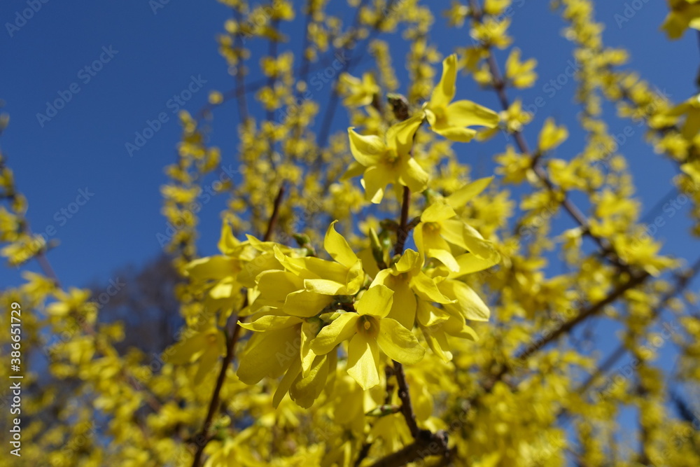 Tubular yellow flowers of forsythia against blue sky in April Tubular yellow flowers of forsythia against blue sky in April