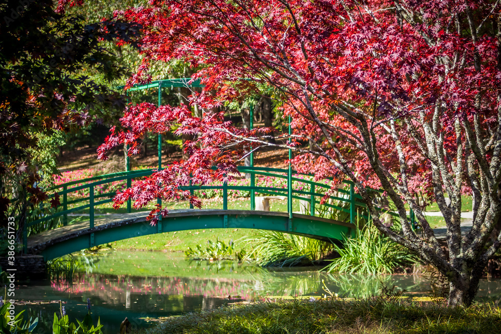 Japanese Maples in Fall