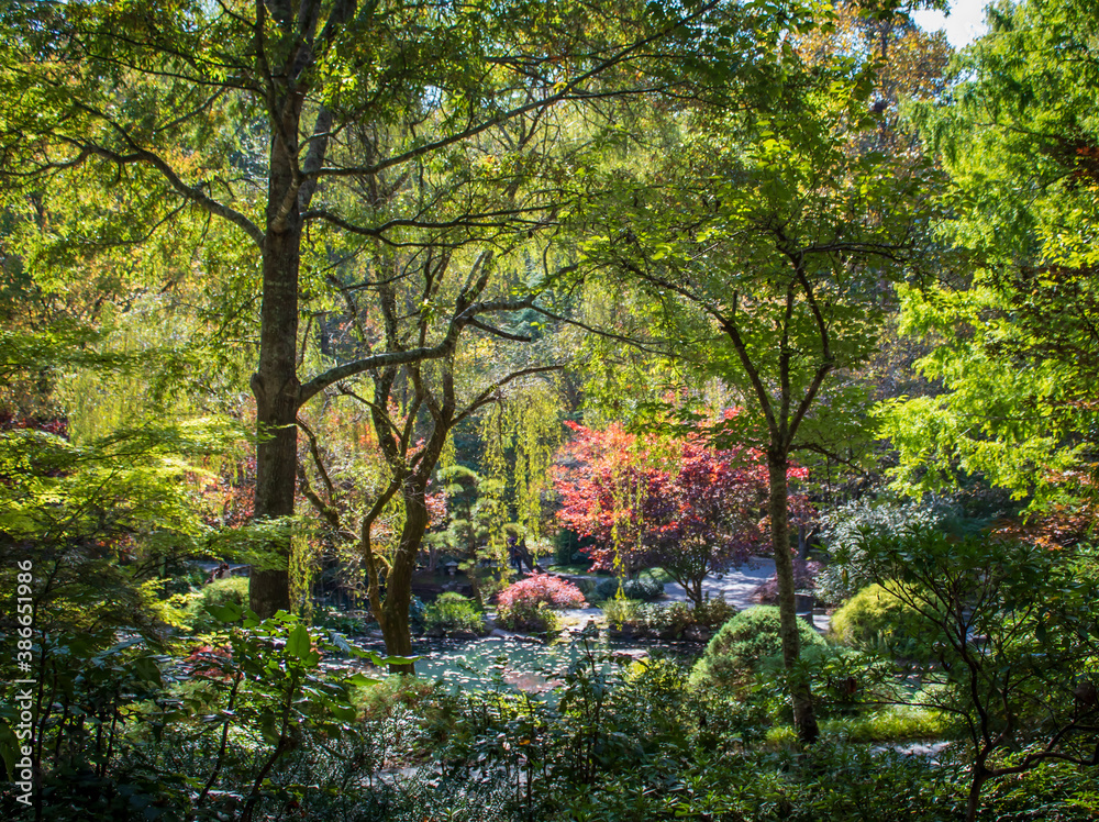 Naklejka premium Japanese Maples in Fall