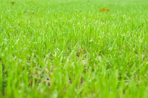 Green grass in close up for background