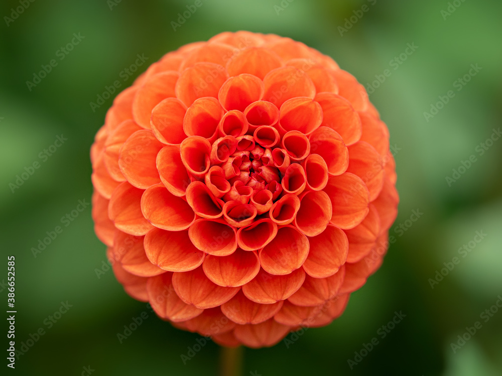 ダリア バーミリオン Dahlia