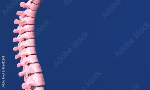 spine 3d isolated digital a...