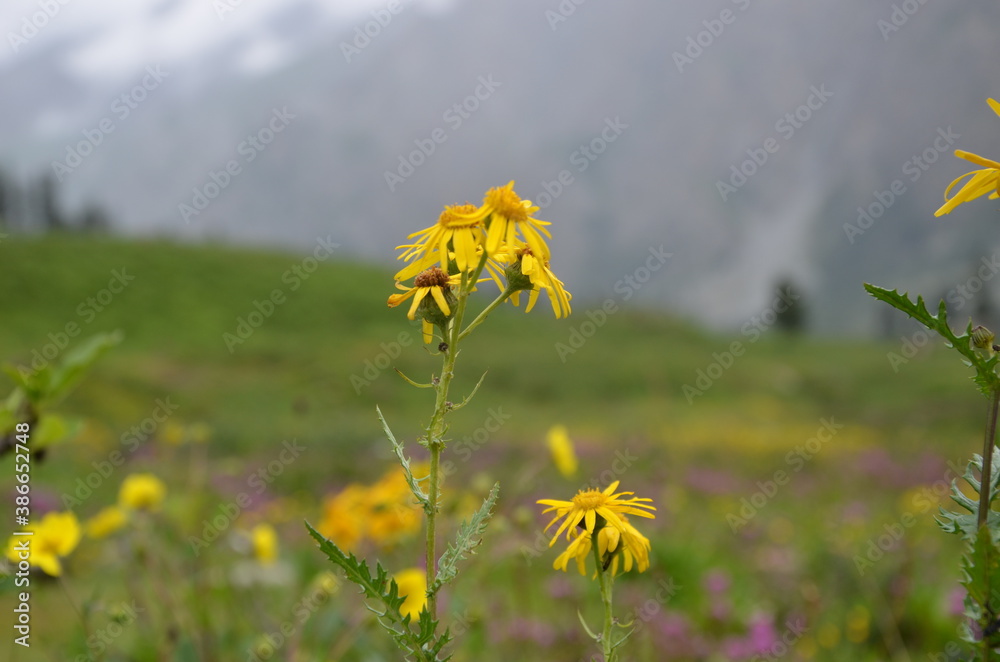 Obraz premium yellow flowers on a meadow Skardu, Pakistan