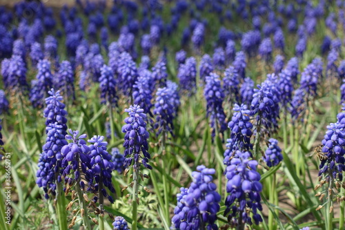 Fototapeta Naklejka Na Ścianę i Meble -  Numerous violet flowers of Armenian grape hyacinths in May