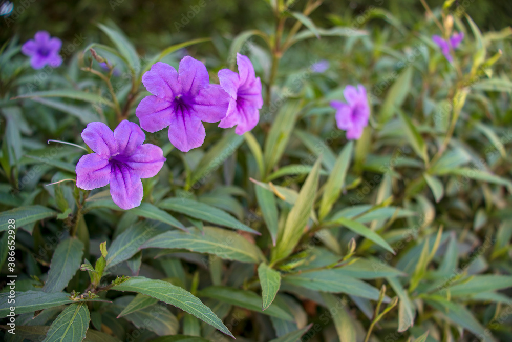 Closeup shot of a beautiful purple flowers