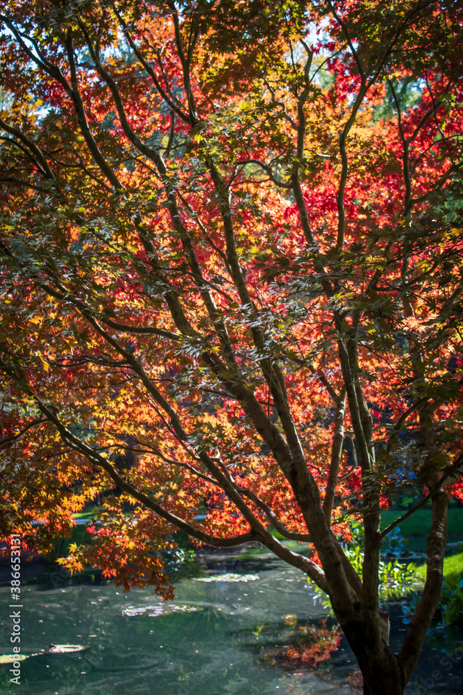 Japanese Maples in Fall