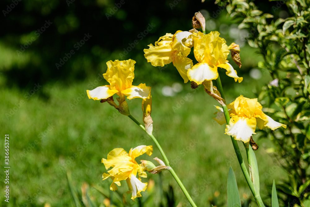 Close up of many large declicate yellow iris flower in a sunny spring garden, beautiful outdoor floral background photographed with soft focus. Close up of many large declicate yellow iris flower in a sunny spring garden, beautiful outdoor floral background photographed with soft focus.