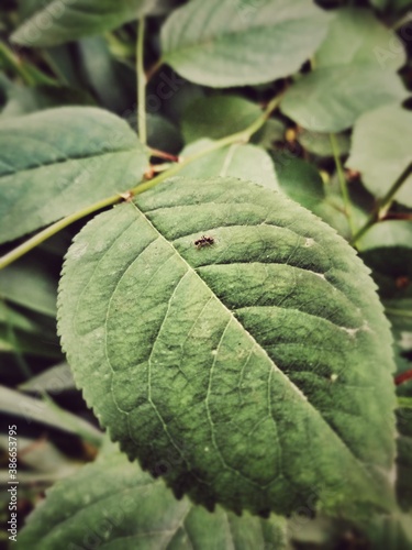 close up of a leaf