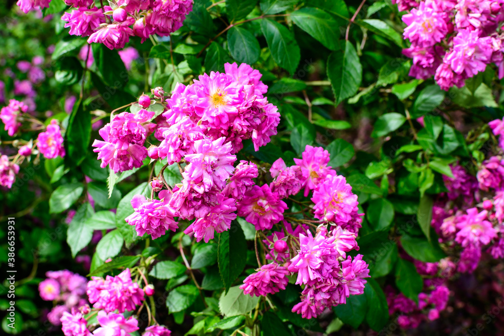 Bush with many delicate vivid pink magenta rose in full bloom and green leaves in a garden in a sunny summer day, beautiful outdoor floral background photographed with soft focus.