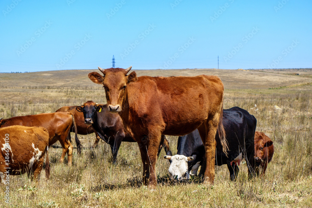 Herd of domestic cows grazing in the field. Young brown bull posing before camera Herd of domestic cows grazing in the field. Young brown bull posing before camera
