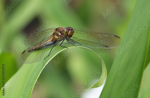 dragonfly © 拓郎 山口