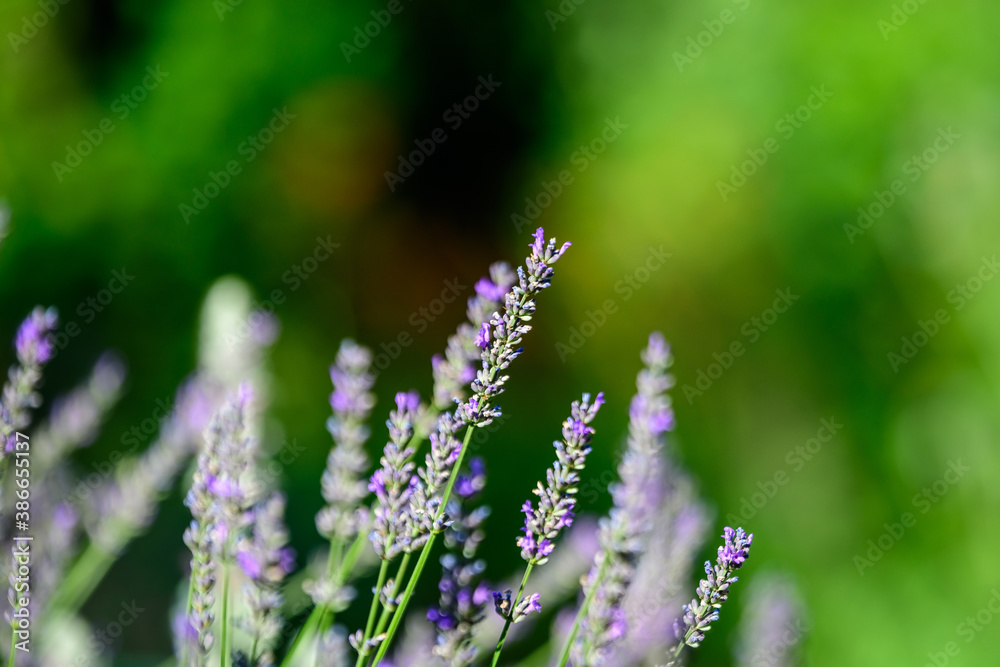 Obraz premium Many small blue lavender flowers in a sunny summer day in Scotland, United Kingdom, with selective focus, beautiful outdoor floral background.