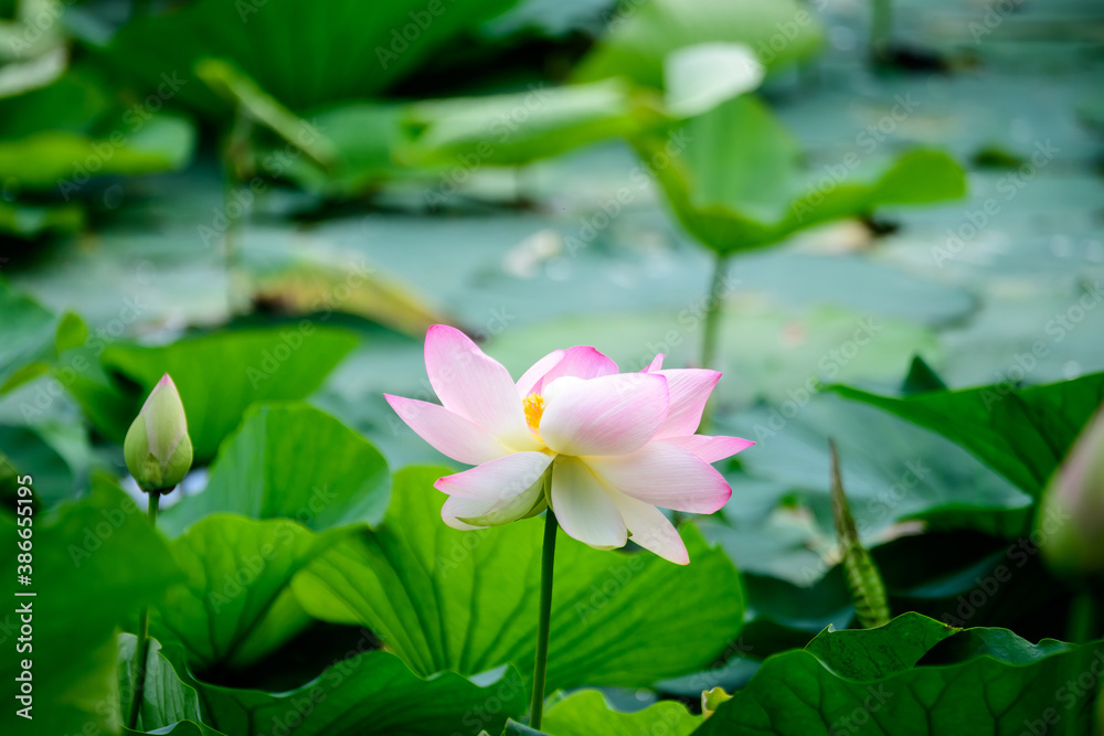 Delicate vivid pink and white water lily flowers (Nymphaeaceae) in full bloom and green leaves on a water surface in a summer garden, beautiful outdoor floral background photographed with soft focus. Delicate vivid pink and white water lily flowers (Nymphaeaceae) in full bloom and green leaves on a water surface in a summer garden, beautiful outdoor floral background photographed with soft focus.