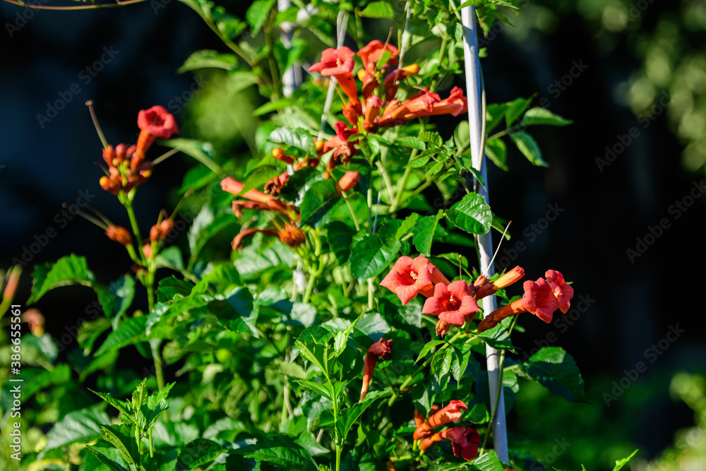 Many vivid orange red flowers and green leaves of Campsis radicans plant, commonly known as the trumpet vine or creeper, cow itch or hummingbird vine, in a garden in a sunny summer day.