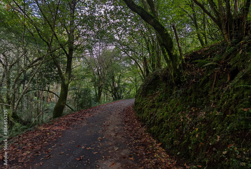Fototapeta premium Road Autumn