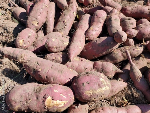 freshly harvested potatoes