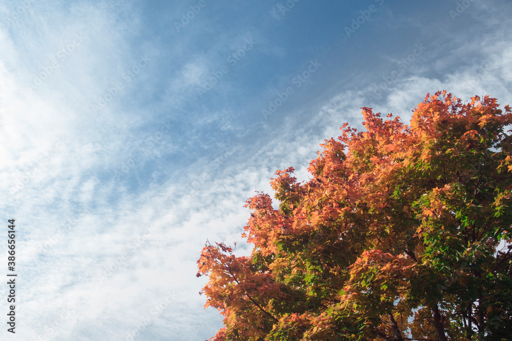 Autumn tree against a blue sky with white clouds. Motivational concept, the concept of journey.