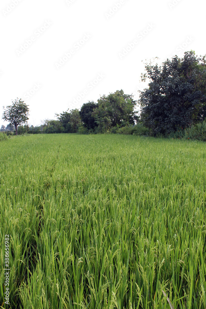 Fototapeta premium Rice crop field in the developing state after 60 days of plantation. 
