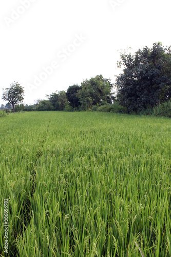 Rice crop field in the developing state after 60 days of plantation. 