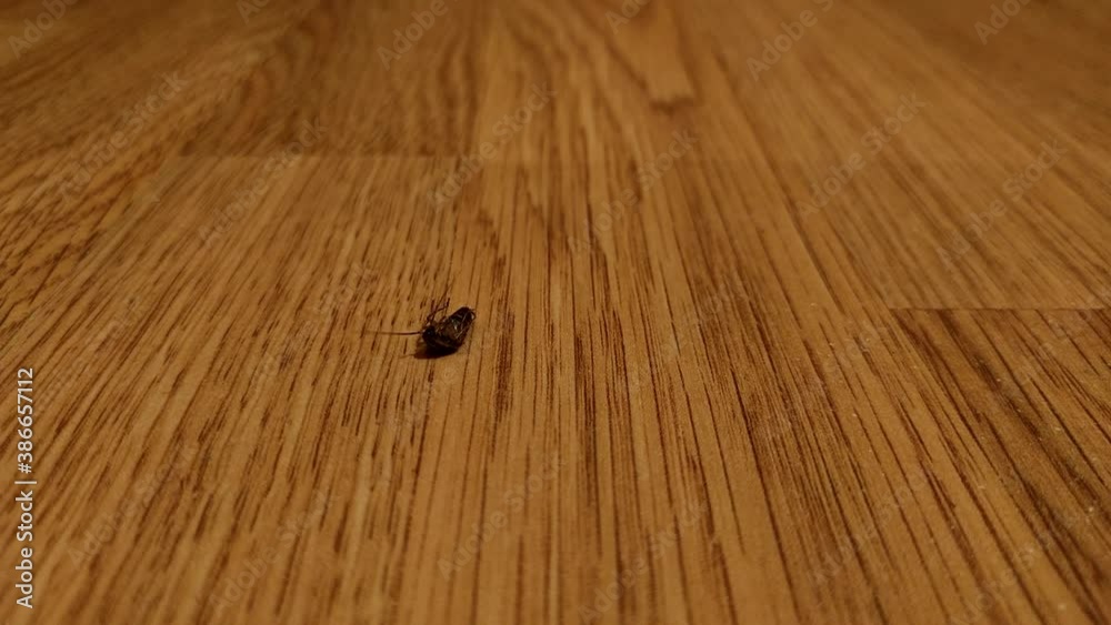 The home cockroach lies on the floor upside down shaking its legs and trying to roll over. The cockroach rolls over from its back to its feet and runs away. The home cockroach lies on the floor upside down shaking its legs and trying to roll over. The cockroach rolls over from its back to its feet and runs away.