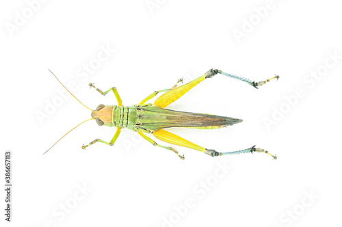 Fototapeta Green Grasshopper Isolated on White Background