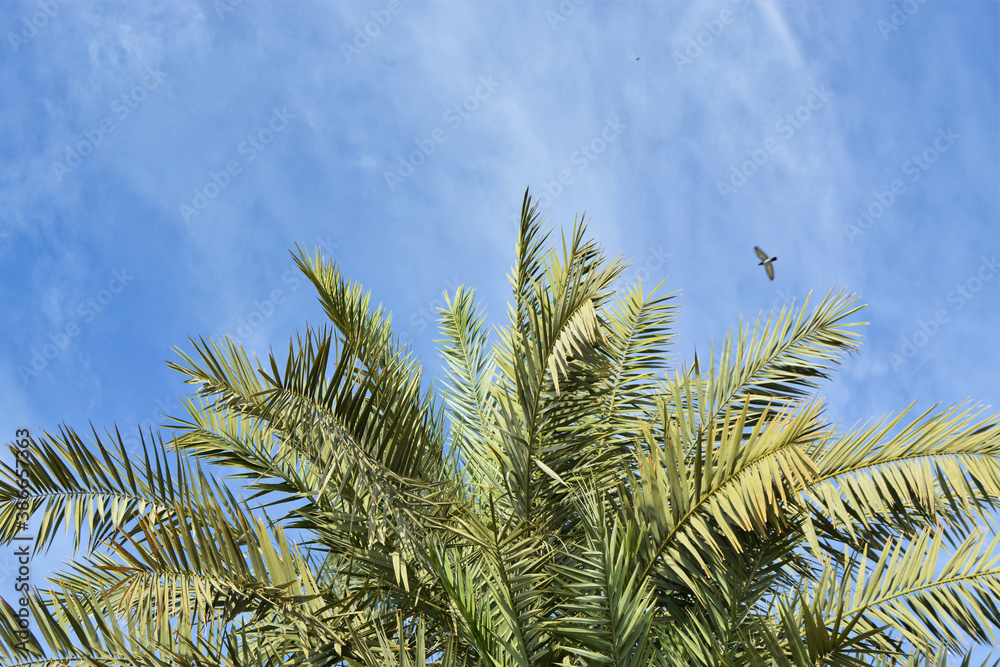 date tree leaves date tree leaves